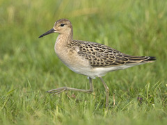 Brushane (Calidris pugnax)