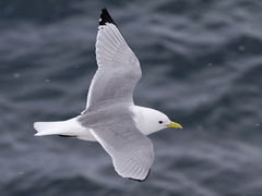 Black-legged Kittiwake (Rissa tridactyla)