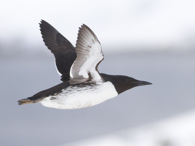 Lomvi (Uria aalge)