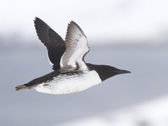 Common Guillemot (Uria aalge)