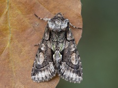 Green-brindled Crescent (Allophyes oxyacanthae)