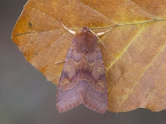 Rødt høstfly (Agrochola helvola)