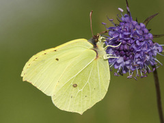 Brimstone (Gonepteryx rhamni)