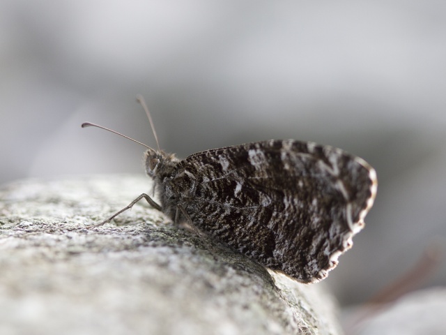 Kystringvinge (Hipparchia semele)