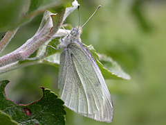 Liten kålsommerfugl (Pieris rapae)