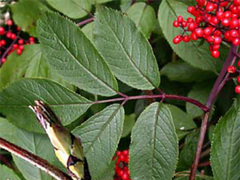 Rødhyll (Sambucus racemosa)