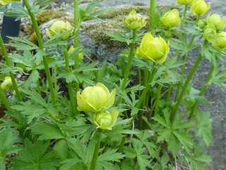 Ballblom (Trollius europaeus) Ballblom (Trollius europaeus)