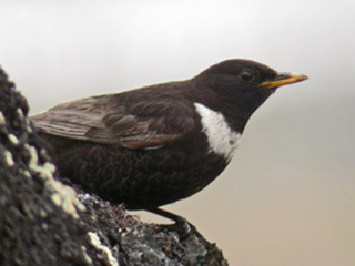 Ringtrost (Turdus torquatus)