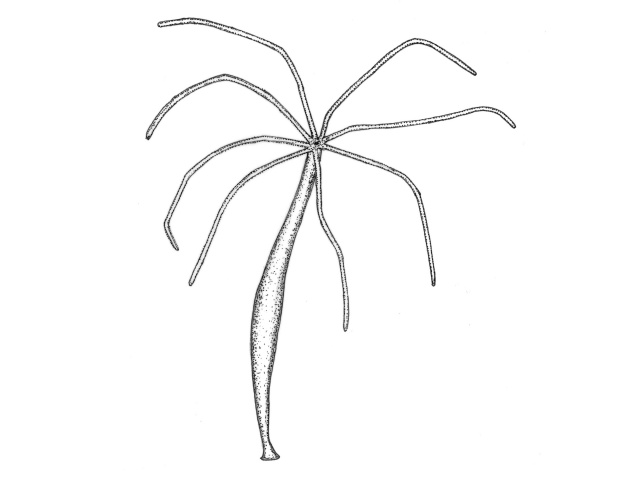 Hydroider (Hydroidea)