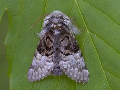 Nut-tree Tussock (Colocasia coryli)