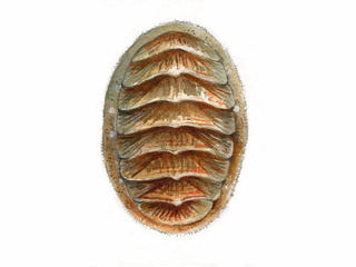 Leddsnegler (Polyplacophora)