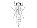 Libeller (Anisoptera)