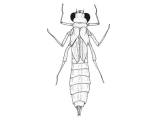 Libeller (Anisoptera)