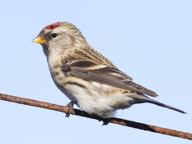 Gråsisik (Acanthis flammea)