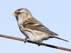 Mealy Redpoll (Acanthis flammea)