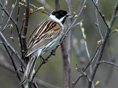 Reed Bunting (Emberiza schoeniclus)