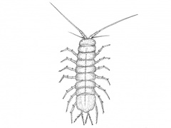 Asellus