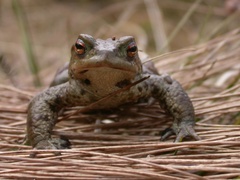 Padde (Bufo bufo)