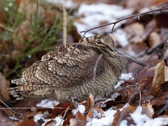 Eurasian Woodcock (Scolopax rusticola)
