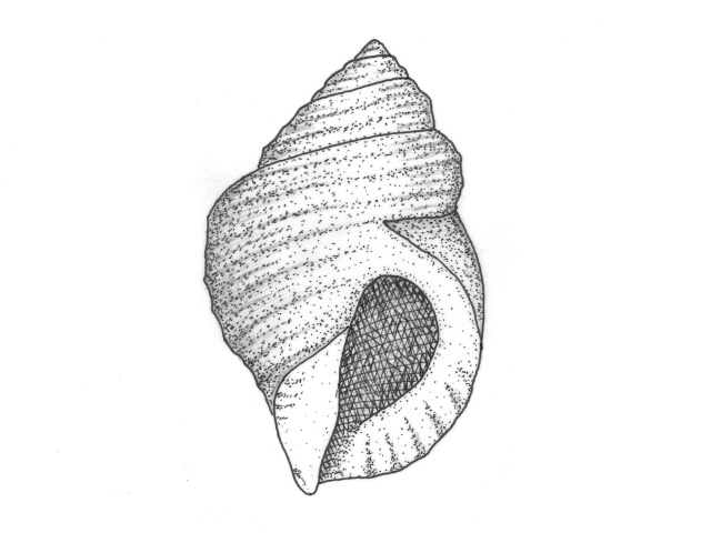 Snegl