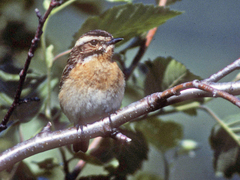 Whinchat (Saxicola rubetra)