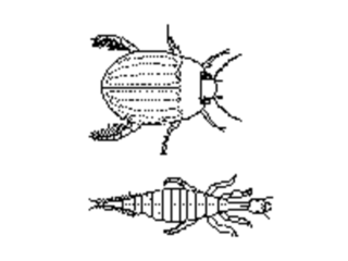 Vannkalver (Dytiscidae)