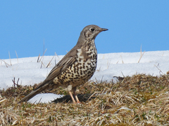 Duetrost (Turdus viscivorus)