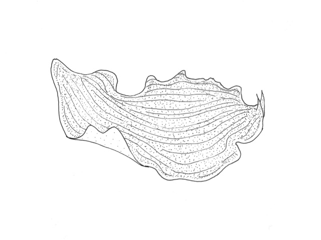 Flat worms and Ribbon worms (Platyhelminthes)