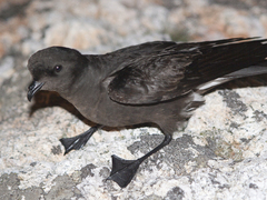 Havsvale (Hydrobates pelagicus)