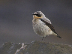 Wheatear (Oenanthe oenanthe)