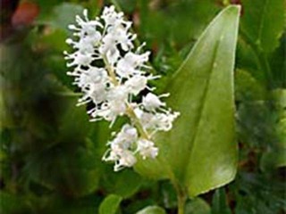 Maiblom (Maianthemum bifolium) Maiblom (Maianthemum bifolium)