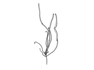 Draugskjegg (Devaleraea ramentacea)