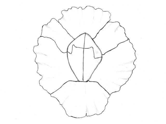 Fjærerur (Semibalanus balanoides)