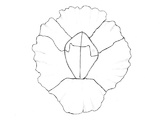 Fjærerur (Semibalanus balanoides)