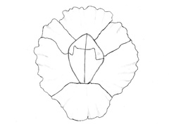 Fjærerur (Semibalanus balanoides)