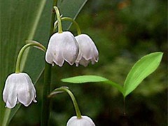 Liljekonvall (Convallaria majalis)