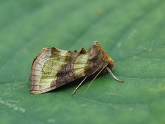 Større båndmetallfly (Diachrysia chrysitis)