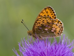 Aglajaperlemorvinge (Argynnis aglaja)