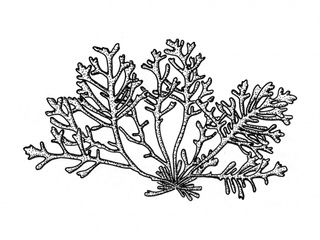 Peparalge (sjå merknad) (Osmundea truncata)