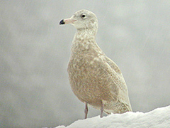 Polarmåke (Larus hyperboreus)