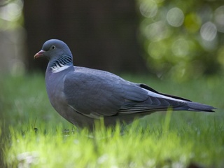 Ringdue (Columba palumbus)