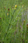 Elvesnelle (Equisetum fluviatile)