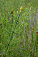 Elvesnelle (Equisetum fluviatile)