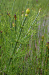 Elvesnelle (Equisetum fluviatile) Elvesnelle (Equisetum fluviatile)