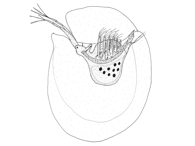 Gelékreps
