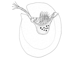Gelékreps (Holopedium gibberum)