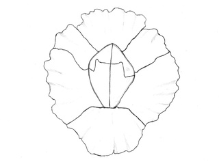 Rankeføttinger (Cirripedia) Rankeføttinger (Cirripedia)