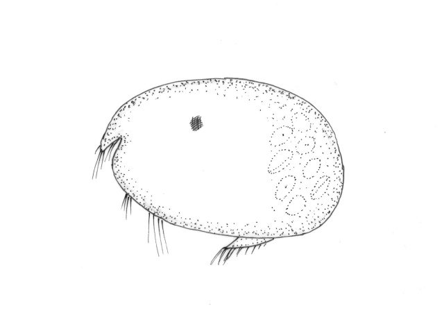 Muslingkreps (Ostracoda)