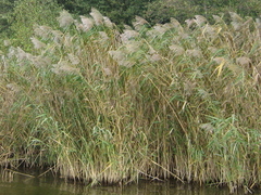 Takrør (Phragmites australis)