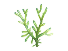 Sponge seaweed (Codium fragile)